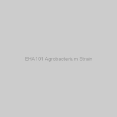Image of EHA101 Agrobacterium Strain